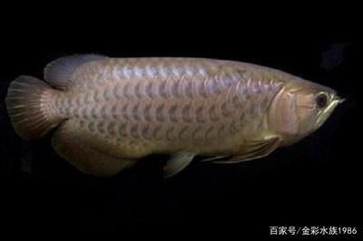 新加坡綠龍魚：新加坡綠龍魚是一種既美觀又溫和的觀賞魚，具有一定的經濟價值 龍魚百科 第2張