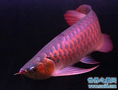 紫羅蘭金龍魚(yú)貴嘛：紫羅蘭金龍魚(yú)價(jià)格是一種非常昂貴的觀賞魚(yú)品種紫羅蘭金龍魚(yú)的寓意