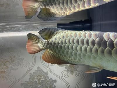 怎么預(yù)防金龍魚(yú)掉眼睛：如何預(yù)防龍魚(yú)掉眼 龍魚(yú)百科 第1張