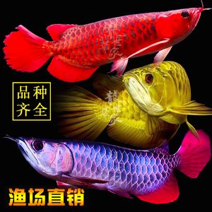 普通金龍魚(yú)魚(yú)苗一條多少錢(qián)：普通金龍魚(yú)魚(yú)苗的價(jià)格是多少