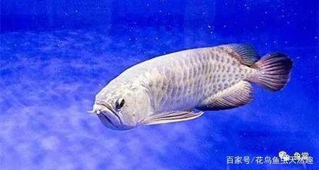 印尼紅龍魚苗價(jià)格多少一條：印尼紅龍魚苗價(jià)格 龍魚百科 第1張