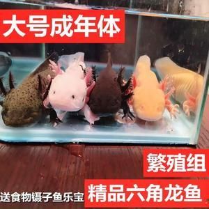 有沒有冷水龍魚養(yǎng)：冷水龍魚可以冷水養(yǎng)殖嗎？