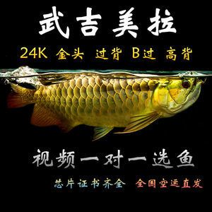 武吉美拉紅龍魚 怎樣：武吉美拉紅龍魚的介紹 龍魚百科 第2張