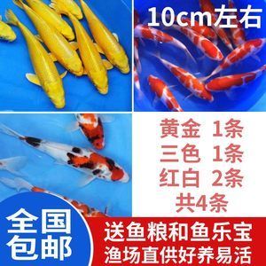 龍魚用什么藥預(yù)防疾?。糊堲~水泡病的防治