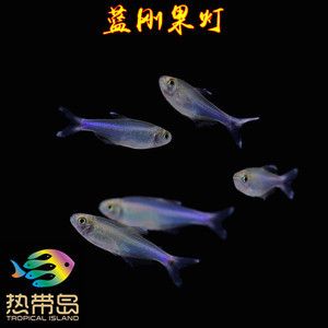 黃龍魚(yú)大概多少錢(qián)一只?。狐S龍魚(yú)價(jià)格多少錢(qián)一條