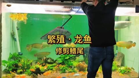 國內(nèi)龍魚繁殖基地在哪里：國內(nèi)最大的龍魚養(yǎng)殖基地位于廣東省韶關(guān)樂昌市樂昌市 龍魚百科 第2張