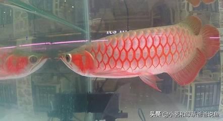 最大的龍魚有多大視頻：世界上最大的龍魚 龍魚百科 第3張