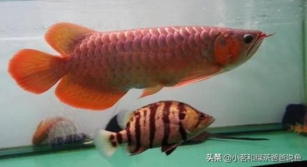 最大的龍魚有多大視頻：世界上最大的龍魚 龍魚百科 第4張