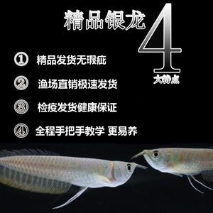 與龍魚混養(yǎng)的熱帶魚能吃嗎：如何與龍魚混養(yǎng) 龍魚百科 第2張