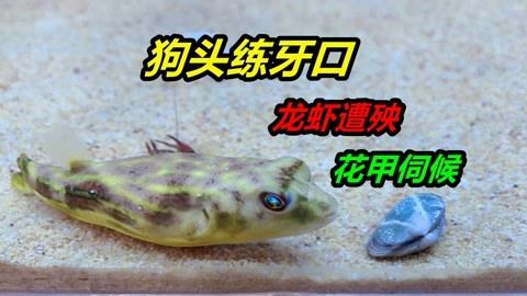 龍魚和狗頭魚能一起養(yǎng)嗎？：關(guān)于龍魚和狗頭魚是否能一起養(yǎng)，根據(jù)搜索結(jié)果，不可以