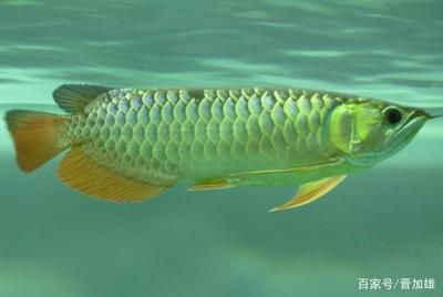 印尼大湖紅龍魚幼魚：印尼大湖紅龍魚幼魚的價格