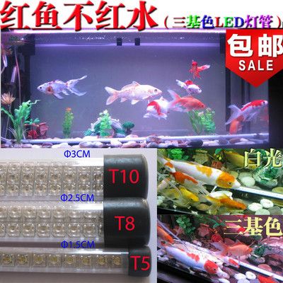 養(yǎng)龍魚魚缸燈最適合放在什么位置好看：養(yǎng)龍魚的魚缸燈的擺放位置 龍魚百科 第2張