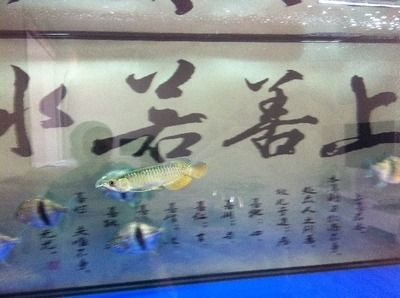 普通金龍魚長(zhǎng)大好看嗎：養(yǎng)好金龍魚需要注意以下幾個(gè)方面 龍魚百科 第3張