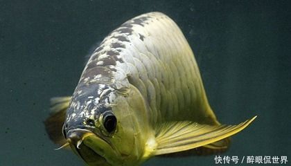 最貴的金龍魚價格多少錢一條最貴的：金龍魚商品價格抱歉未能找到最貴的金龍魚商品價格 龍魚百科 第2張