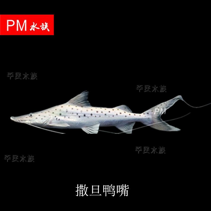 銀豹鴨嘴魚和龍魚混養(yǎng)：銀豹鴨嘴魚和龍魚可以混養(yǎng)嗎 龍魚百科 第2張