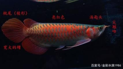 龍魚(yú)撞缸子后不吃食怎么辦：龍魚(yú)撞缸后不吃食怎么辦