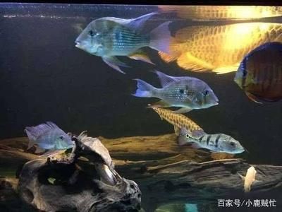 銀板魚可以和龍魚混養(yǎng)嘛視頻：紅眼白子銀板魚是可以和龍魚混養(yǎng)的，但需要注意什么