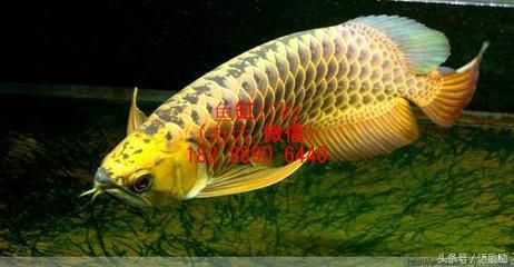 綠底紅龍魚什么品種好養(yǎng)：如何正確飼養(yǎng)綠底紅龍魚