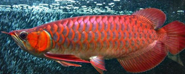 什么是大湖魚紅龍魚：大湖魚紅龍魚是一種特殊的外觀和飼養(yǎng)難度的紅龍魚