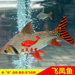 金龍魚和飛鳳魚混養(yǎng)視頻：金龍魚和什么魚混養(yǎng)好