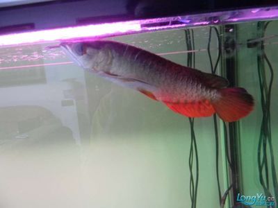 網(wǎng)上買龍魚怎么過水：龍魚養(yǎng)殖技巧和注意事項(xiàng)