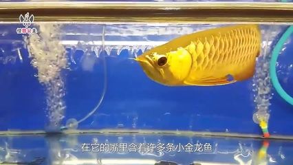 小金龍魚視頻：關(guān)于小金龍魚的養(yǎng)殖技巧小金龍魚的養(yǎng)殖技巧