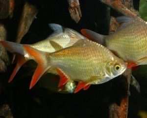 泰國(guó)鯽吸龍魚(yú)：泰國(guó)鯽魚(yú)與其他魚(yú)混養(yǎng)的注意事項(xiàng)