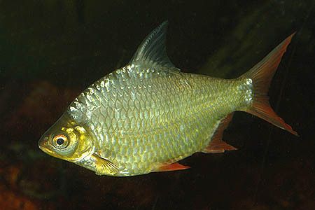 泰國(guó)鯽吸龍魚(yú)：泰國(guó)鯽魚(yú)與其他魚(yú)混養(yǎng)的注意事項(xiàng)