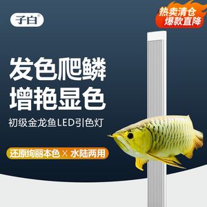 養(yǎng)金龍魚用什么顏色燈好：養(yǎng)金龍魚時選擇合適的燈光顏色對于金龍魚的健康和美觀至關重要 龍魚百科 第2張