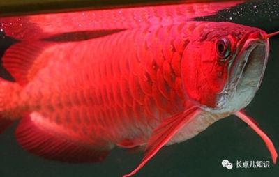 最漂亮的紅龍魚品種是什么：maigoo十大最漂亮的龍魚品種3863龍魚品種3863龍魚 龍魚百科 第3張