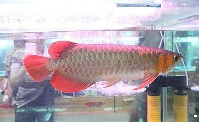 血金龍魚價(jià)格258萬：一條血金龍魚被賣出258萬的價(jià)格，血紅龍魚的價(jià)格令人印象深刻