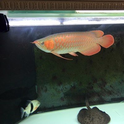 小紅龍魚(yú)視頻高清在線觀看網(wǎng)站：關(guān)于小紅龍魚(yú)視頻高清在線觀看網(wǎng)站的相關(guān)信息 龍魚(yú)百科 第1張