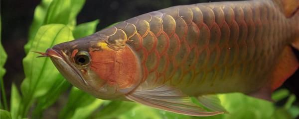 紅龍魚(yú)身上長(zhǎng)白絮狀物怎么辦?。杭t龍魚(yú)身上有白色絮狀物怎么辦