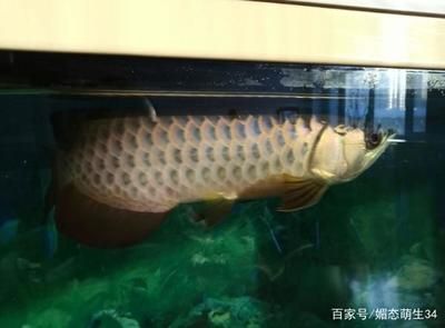 龍魚(yú)做掉眼手術(shù)后蒙眼了怎么辦：龍魚(yú)掉眼怎么辦