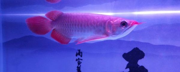 龍魚(yú)做掉眼手術(shù)后蒙眼了怎么辦：龍魚(yú)掉眼怎么辦