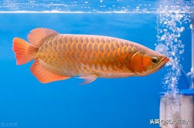 最大金龍魚價格：金龍魚今日最高價格31.69元