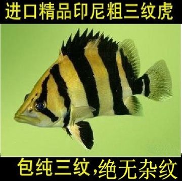 一條龍魚(yú)幾條虎魚(yú)好：一條龍魚(yú)和幾條虎魚(yú)的最佳混養(yǎng)數(shù)量