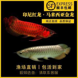 馬來(lái)西亞龍魚(yú)托運(yùn)需要多少錢一個(gè)箱子：廣州飛旗貨運(yùn)代理有限公司提供龍魚(yú)大小和箱子尺寸 龍魚(yú)百科 第2張