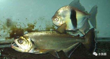 龍魚增色飼料有沒效果：深圳市寸金觀賞魚飼料有限公司 寸金大龍熱帶魚龍魚增色飼料