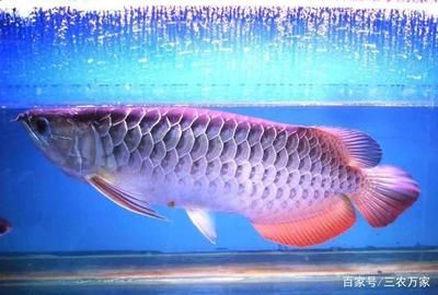 什么魚和龍魚相似：與龍魚相似的魚類 龍魚百科 第2張