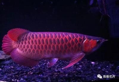 如何從印尼進(jìn)口龍魚品種：印尼凍鯧魚進(jìn)口清關(guān)流程