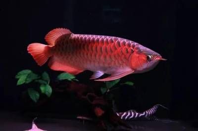 印尼大湖紅龍魚(yú)和印尼辣椒哪個(gè)好養(yǎng)：印尼大湖紅龍魚(yú)與印尼辣椒紅龍魚(yú)的歷史與分布