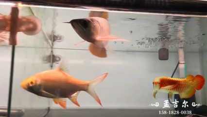 廣州孟吉爾批發(fā)：廣州孟吉爾水族貿易有限公司 龍魚百科 第3張