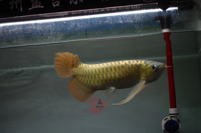 廣州孟吉爾批發(fā)：廣州孟吉爾水族貿易有限公司 龍魚百科 第4張