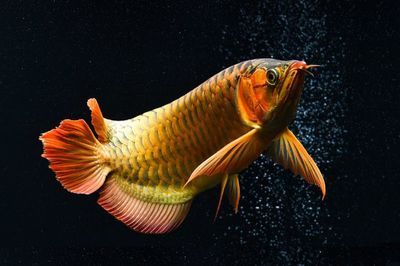 龍魚(yú)扭動(dòng)身體：龍魚(yú)扭動(dòng)身體可能有多種原因