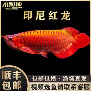 藍鯊和曼龍魚混養(yǎng)：藍鯊可以和什么魚混養(yǎng) 龍魚百科 第1張