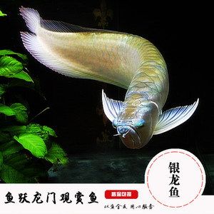 龍魚魚缸品牌排名前十