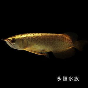 血麒麟金龍魚：血麒麟金龍魚是一種高檔的觀賞魚類