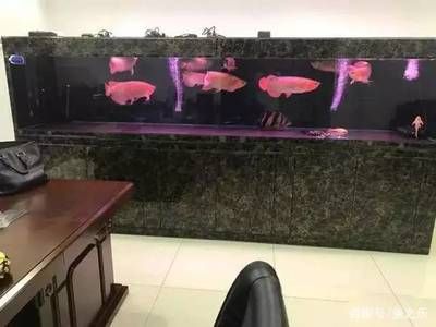 泰國曼龍魚：泰國曼龍魚可以和其它品種的熱帶魚混養(yǎng)對水質(zhì)無嚴(yán)格要求