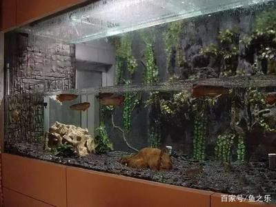 泰國曼龍魚：泰國曼龍魚可以和其它品種的熱帶魚混養(yǎng)對水質(zhì)無嚴(yán)格要求